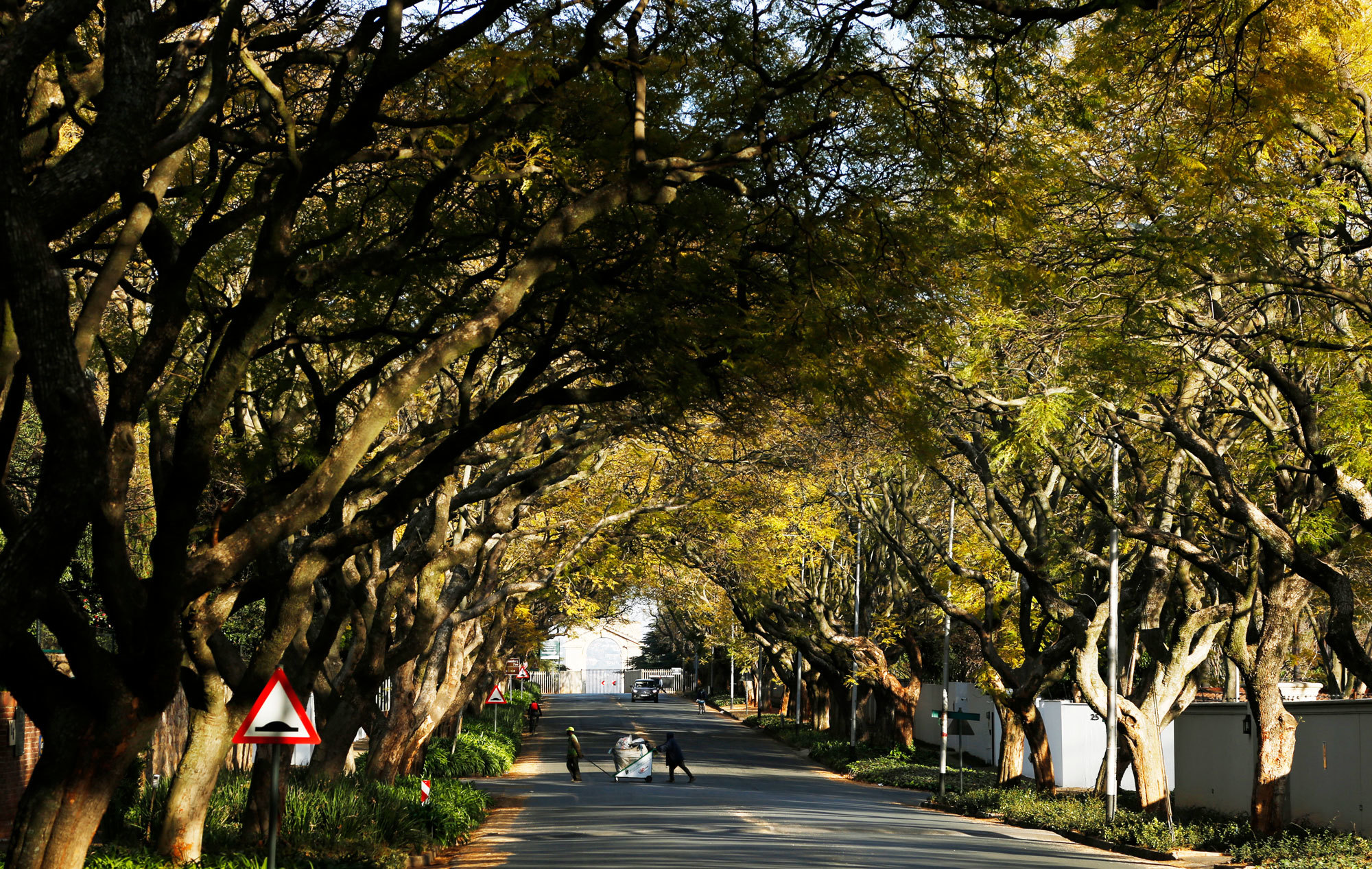 Beetle Mania: The Nasty Insect That Is Killing the Timber of Johannesburg