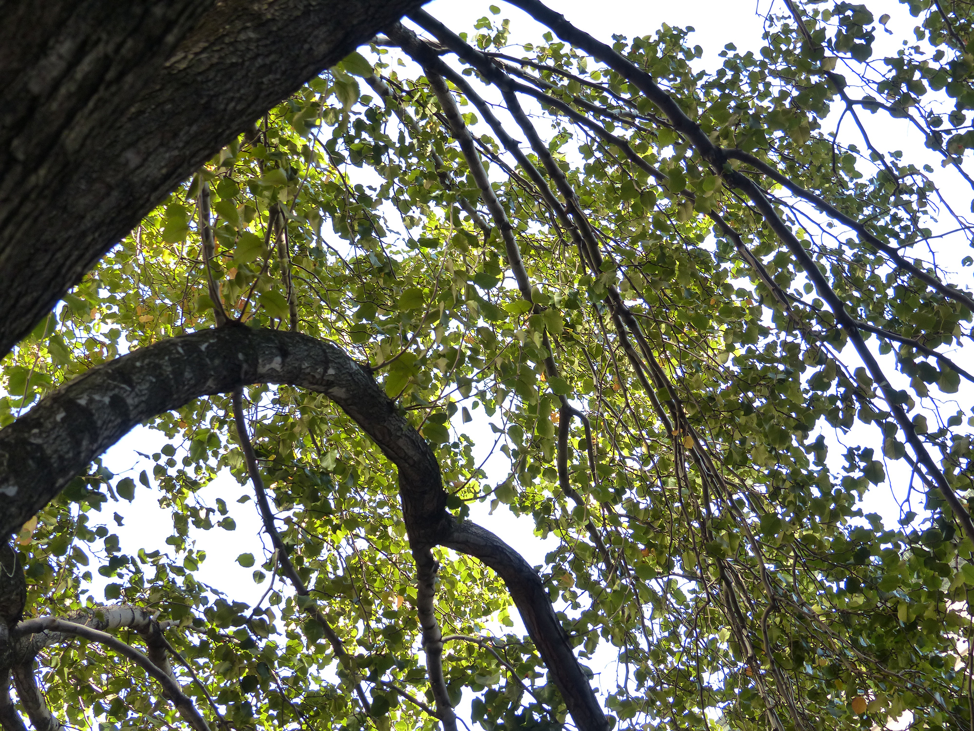 How Listening to Bushes Can Assist Reveal Nature’s Connections